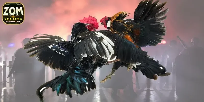 Điểm danh các ưu điểm đặc biệt khiến ZOMCLUB đem đến