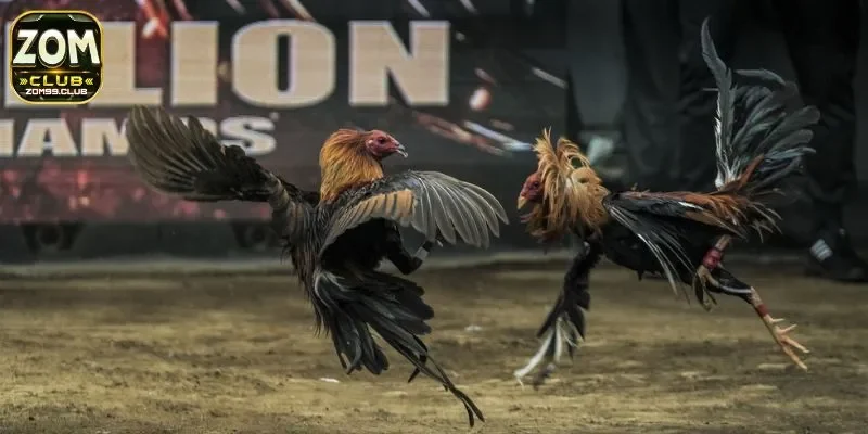 Tìm hiểu chi tiết về hình thức cá cược đá gà trực tuyến đình đám 2025