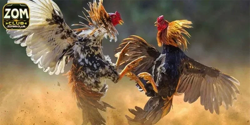 Các loại hình cá cược đá gà được ưa thích nhất trong thị trường hiện nay