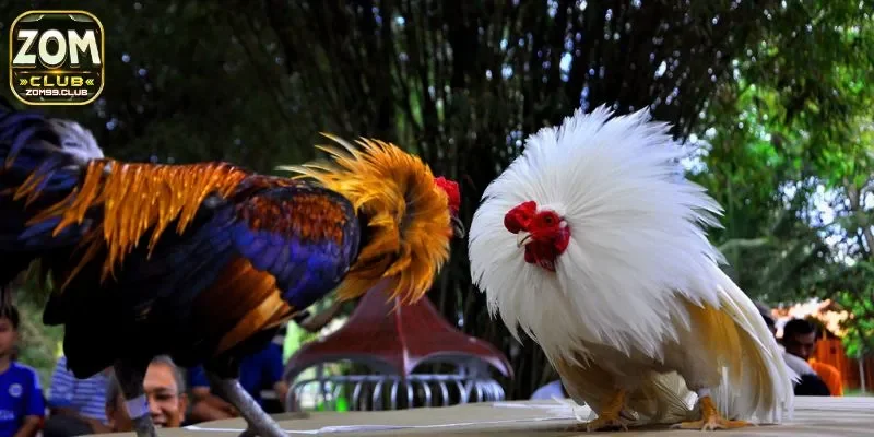 Tổng hợp các mẹo chơi cá cược đá gà hiệu quả từ chuyên gia Thomo 2025