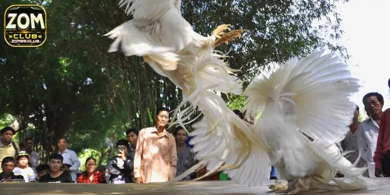 Các hình thức được nhiều người chơi ưa thích khi cá cược chọi gà online